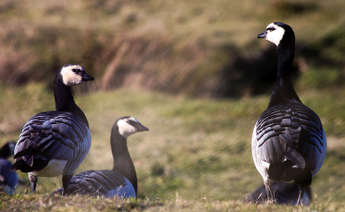 Gänse im Westinnengroden