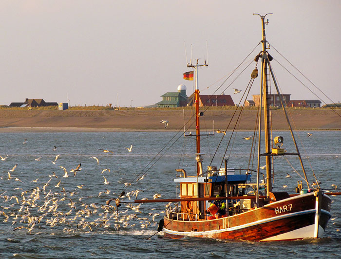 Fischkutter »HAR 7«