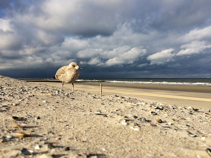 Junge Möwe am Strand