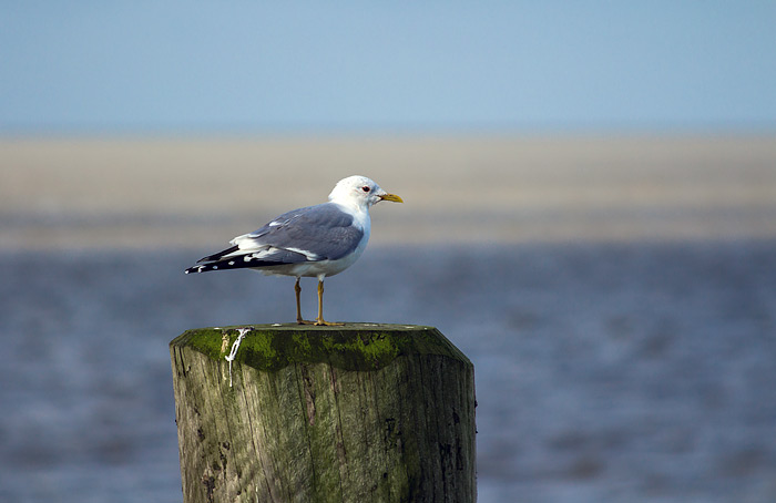 Heringsmöwe am Anleger