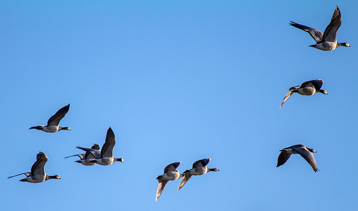 Weißwangengänse im Flug