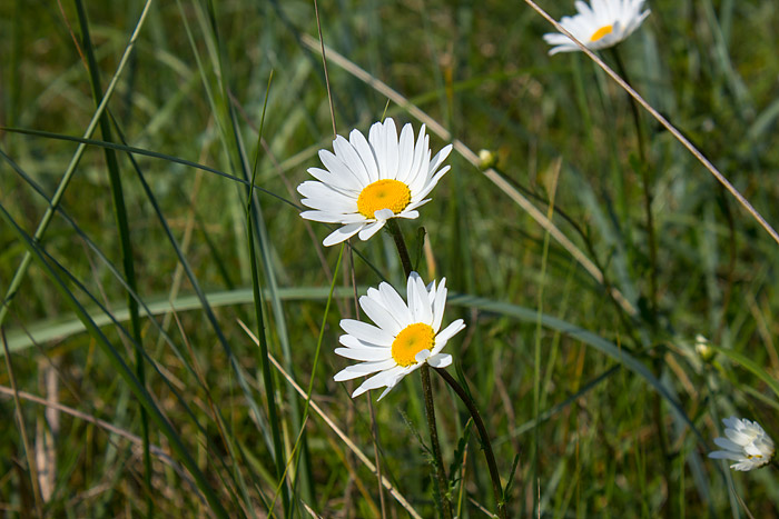 Margeriten in den Norddünen