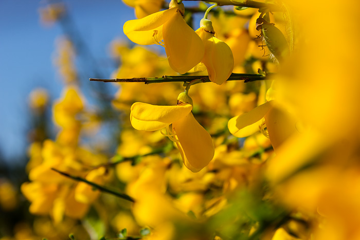 Blüten des Ginster