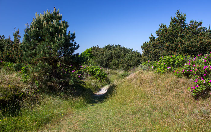 Dünenweg im Sanddorntal