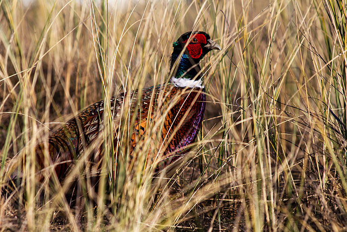 Fasanenmännchen in den Dünen