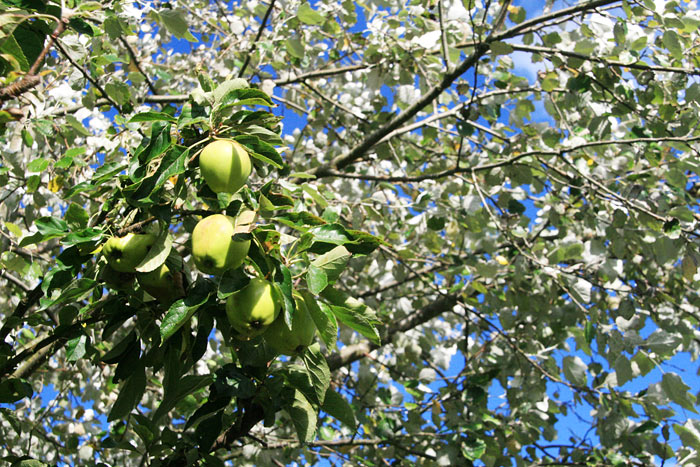 Apfelbaum