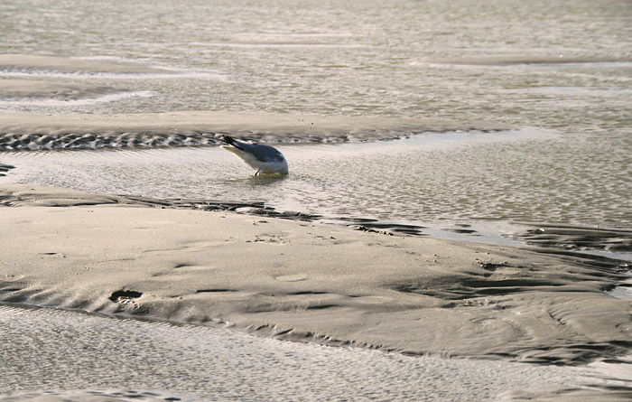 Möwe im Priel