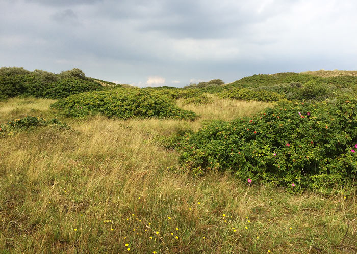 Dünenlandschaft im Osten