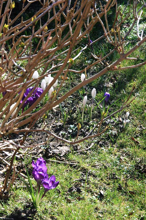 Krokusse