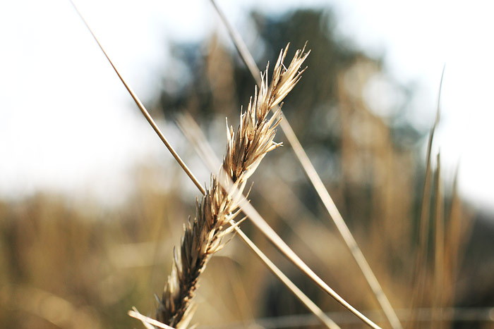 Grasähre