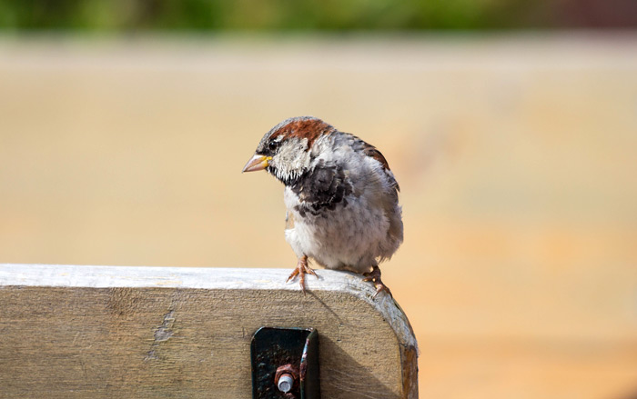 Spatzen-Männchen im Biergarten