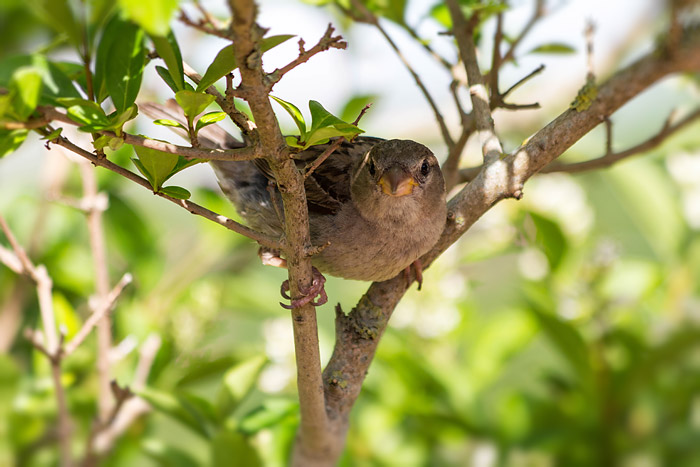 Spatz im Baum