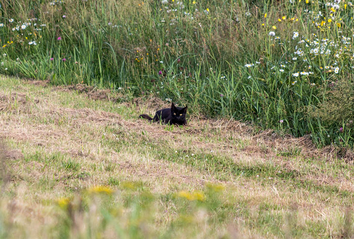Katze am Deichfuß