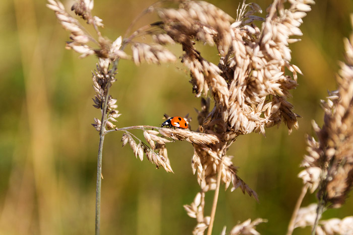 Marienkäfer im Gras