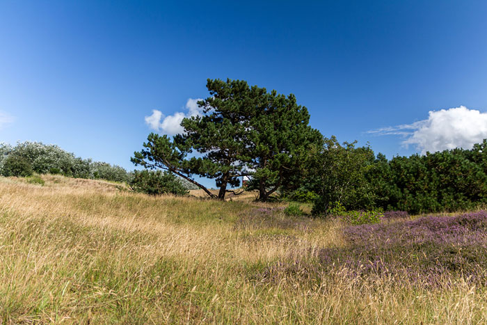 In den Osterdünen