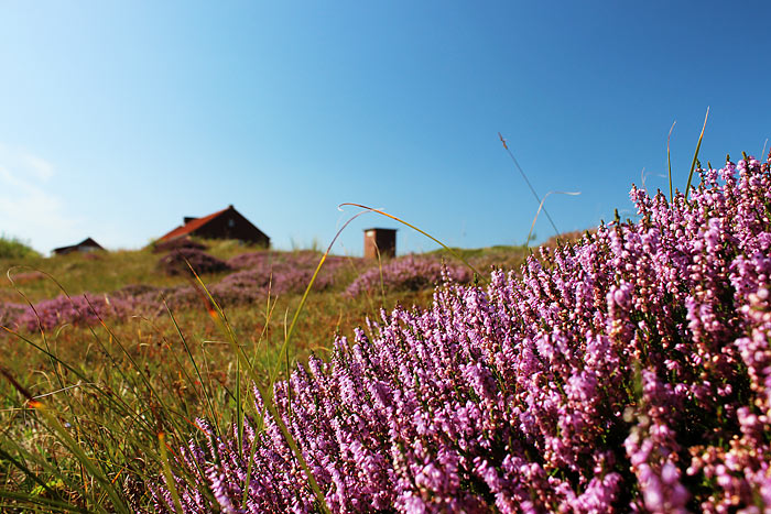 Besenheide
