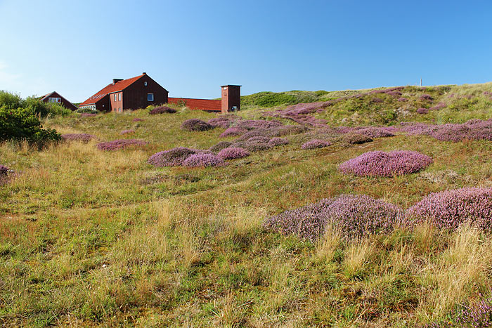 Heidedünen beim Bielefelder Heim