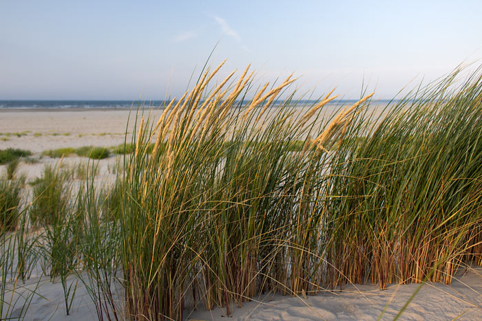Strandhafer