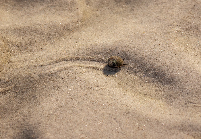Gemeine Strandschnecke