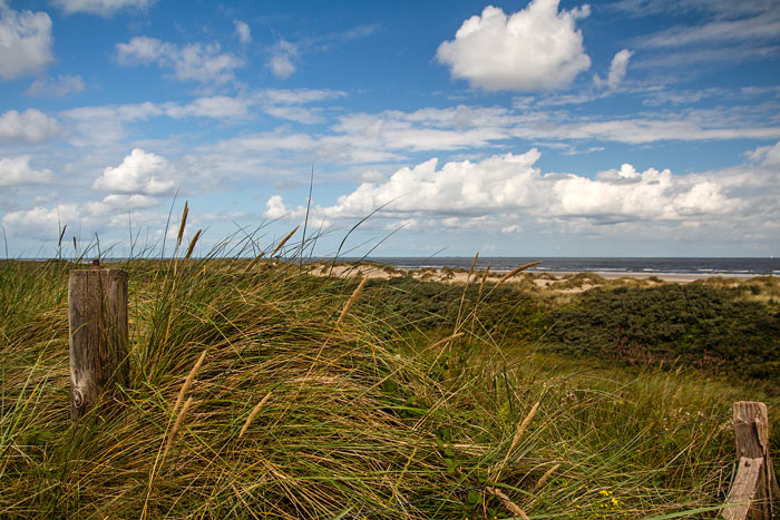 Strandhafer in den Nordostdünen