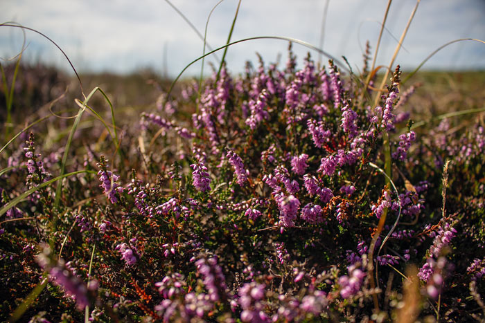 Besenheide