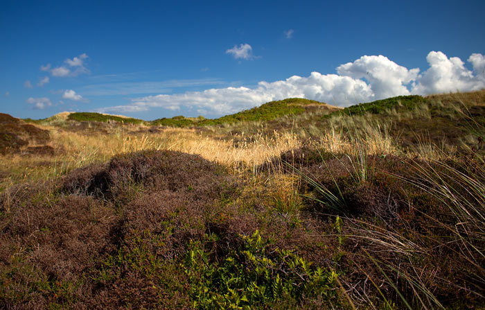 Heidedünen im Westteil der Insel