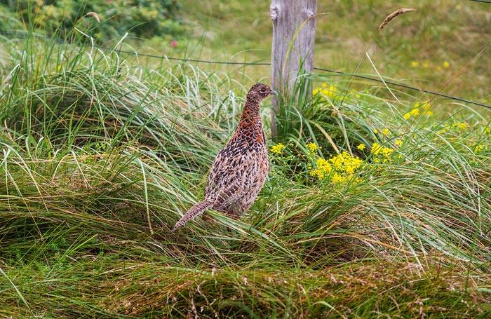 Fasanen-Henne