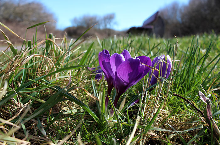 Krokusse am Straßenrand