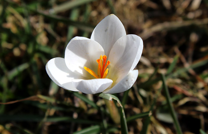 Weißer Krokus