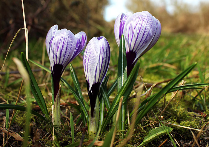 Krokusse