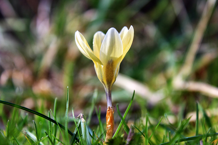 Blühender Frühlingsbote