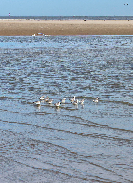 Strandläufer im Priel