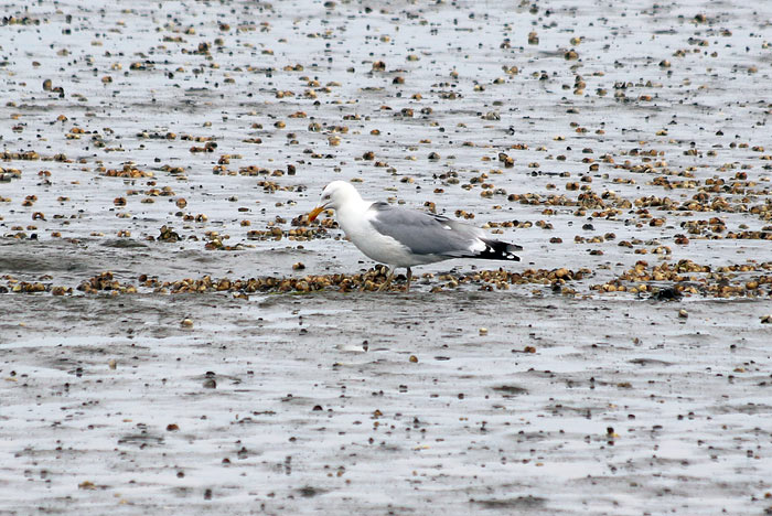 Silbermöwe im Watt