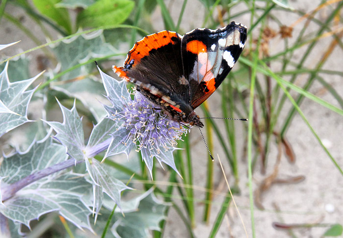Stranddistel mit Schmetterling