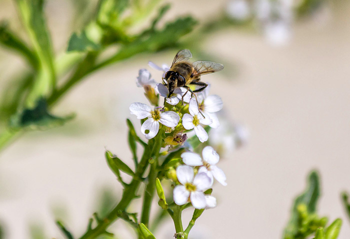 Bienenbesuch auf dem Meersenf