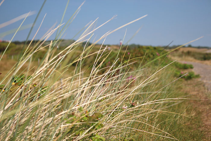 Auf dem alten Westgrodendeich