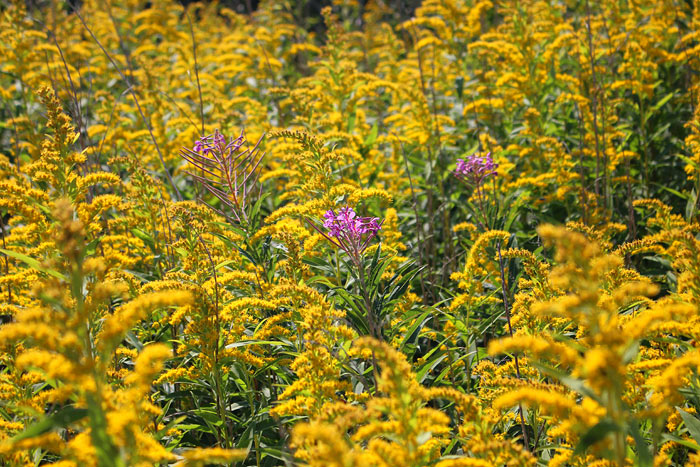 Blütenmeer in Gelb und Lila