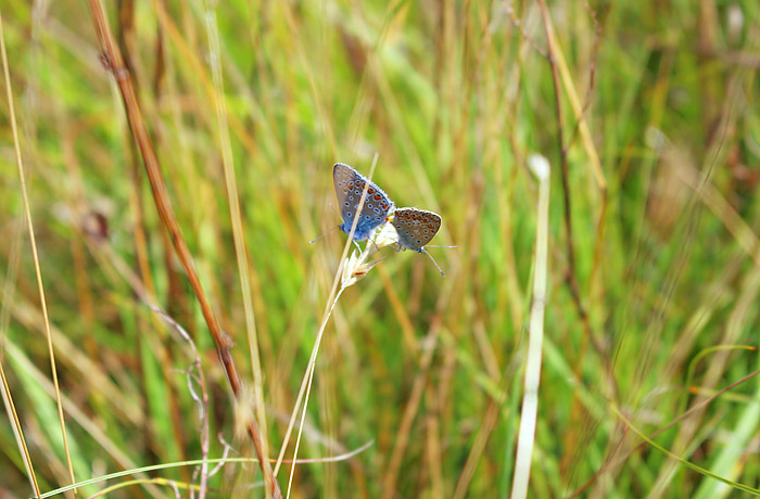 Bläulinge bei der Paarung