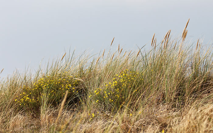 Strandhafer in den Ostdünen