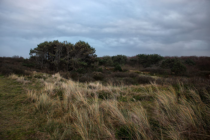 Braundünen-Landschaft