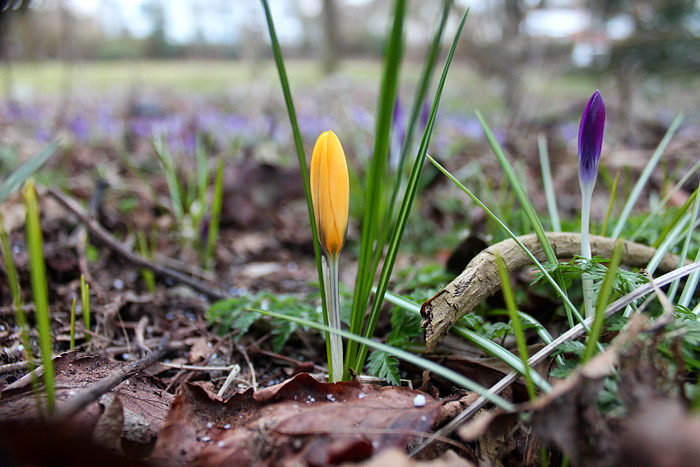 Gelbe und lila Krokusse