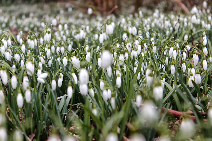 Schneeglöckchen-Wiese im Steingarten