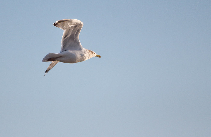 Silbermöwe im Flug
