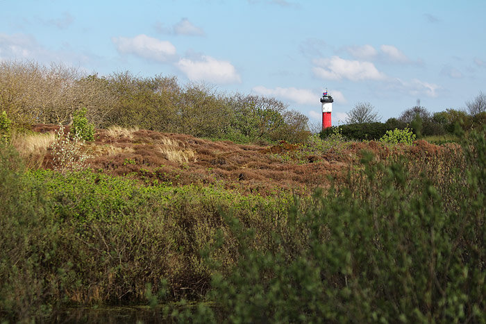 Heidedünen