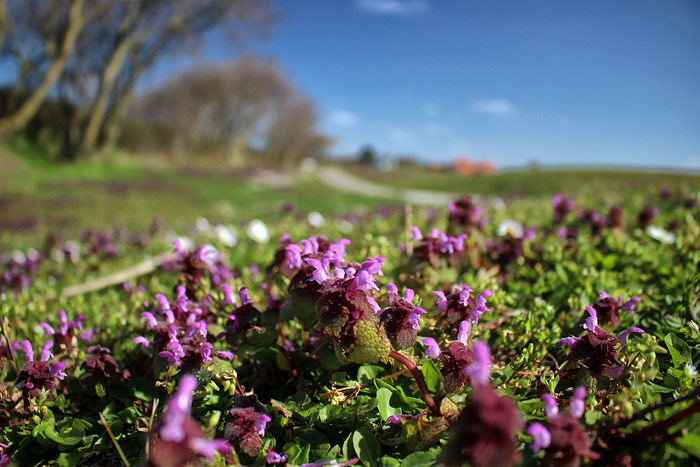 Purpurrote Taubnessel