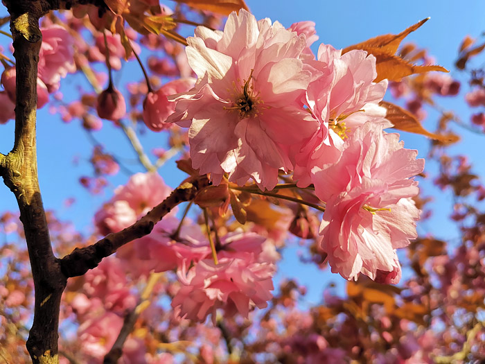 Japanische Blütenkirsche