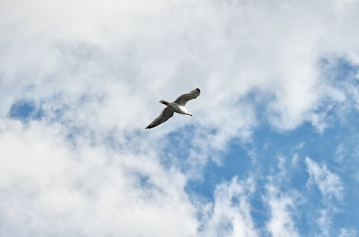Silbermöwe im Flug