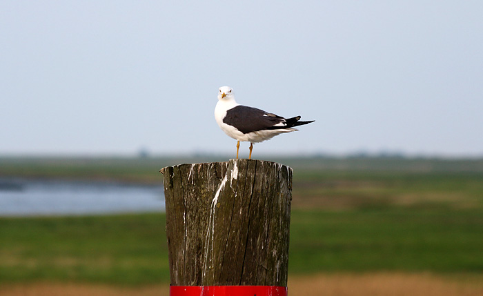 Heringsmöwe