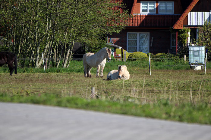 Pferdeweide im Dorfgroden
