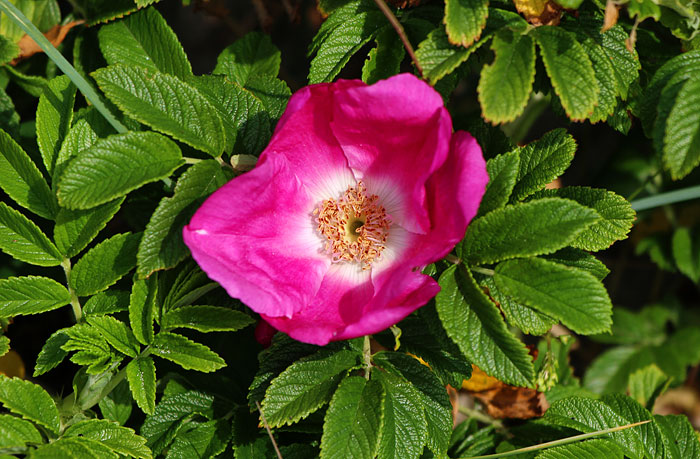 Blüte der Kartoffelrose